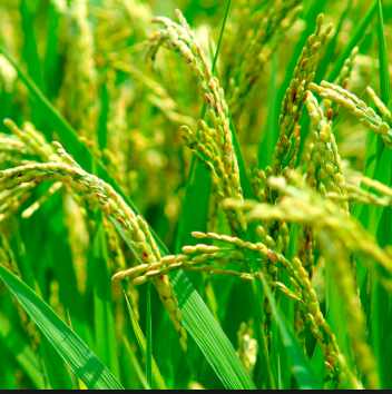 Corn