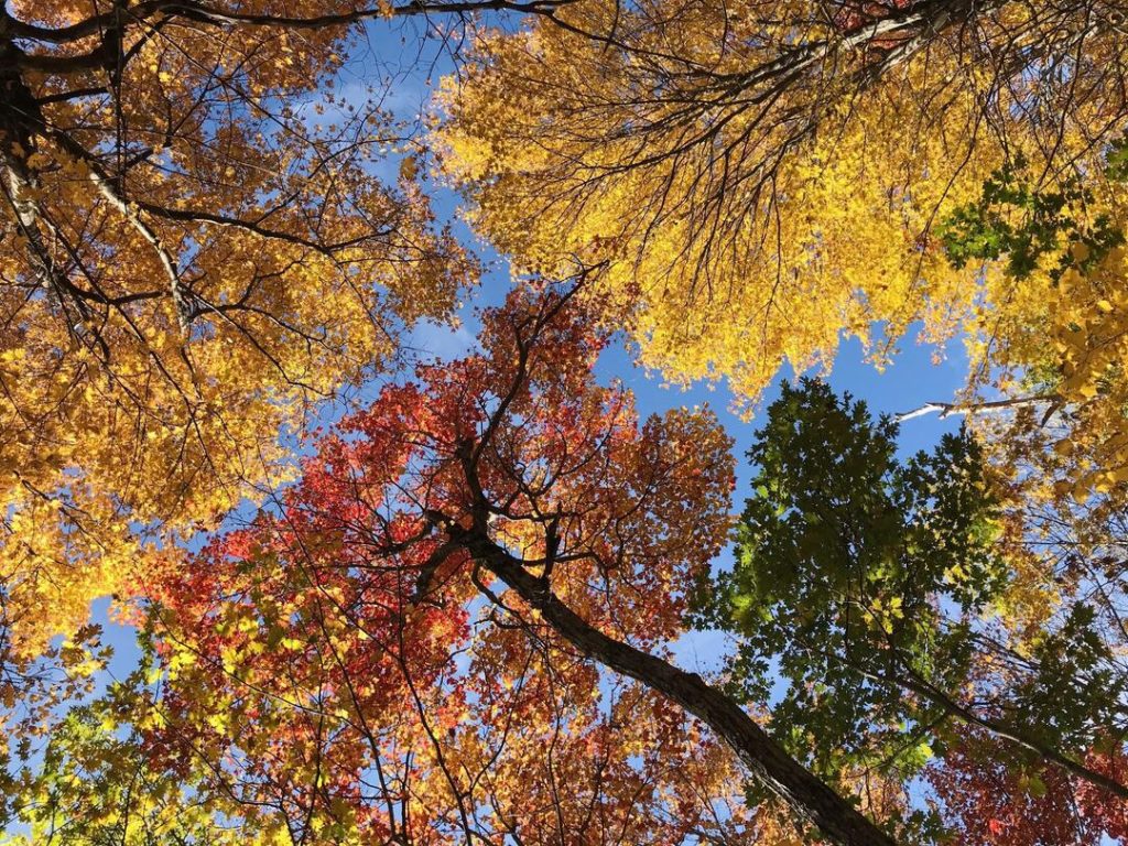 sugar maple, shade trees
