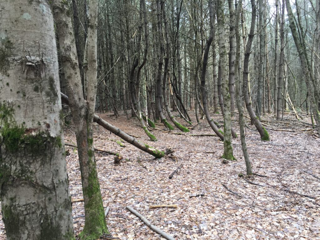 mysterygrove