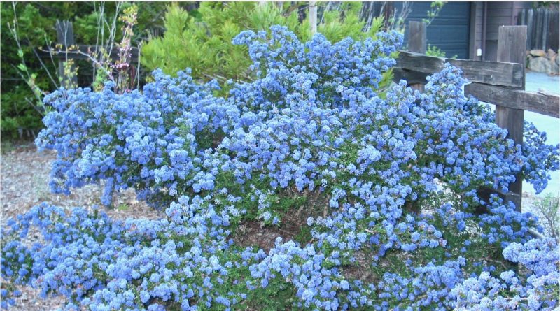 Kroodsma-blue-flowers-1-e1611603724460