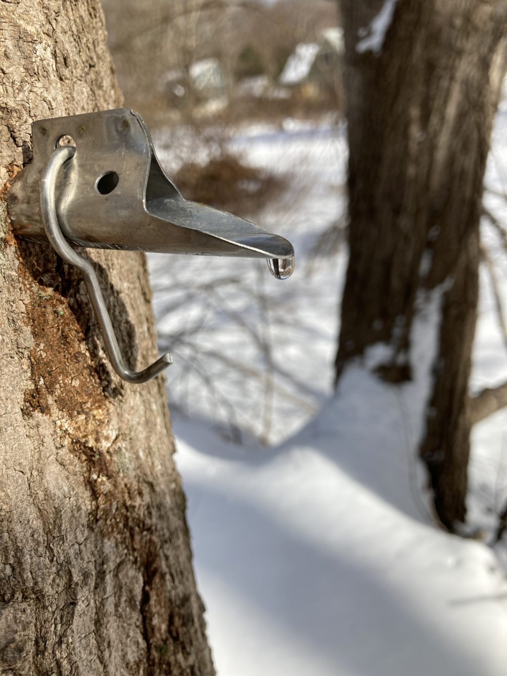 Almanac: The Sweet Sign Of Spring