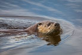 Otter