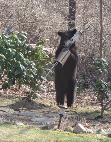 Bear Sightings On Dennis Drive