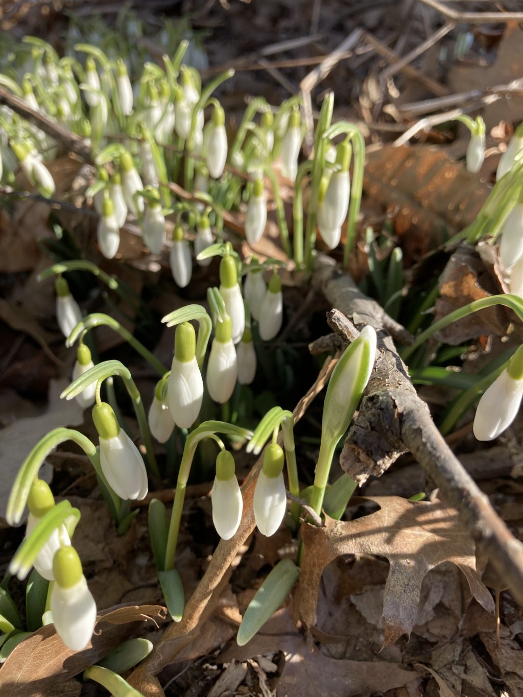 snowdrops nature