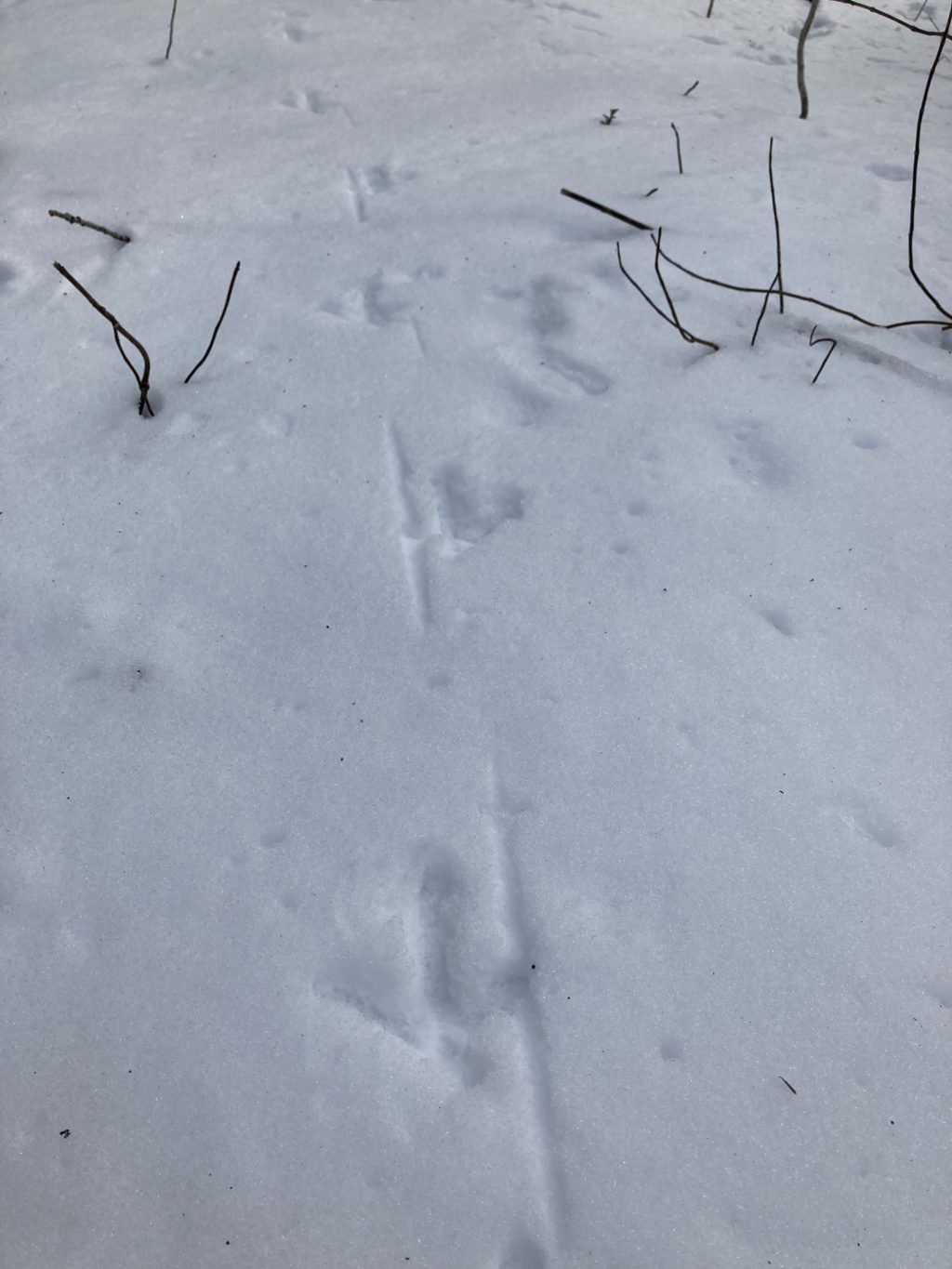 turkey tracks 1