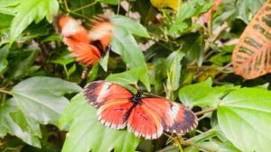 butterfly