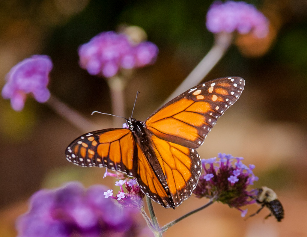Thuya-Gardens-Flckr butterfly. insect pollionators