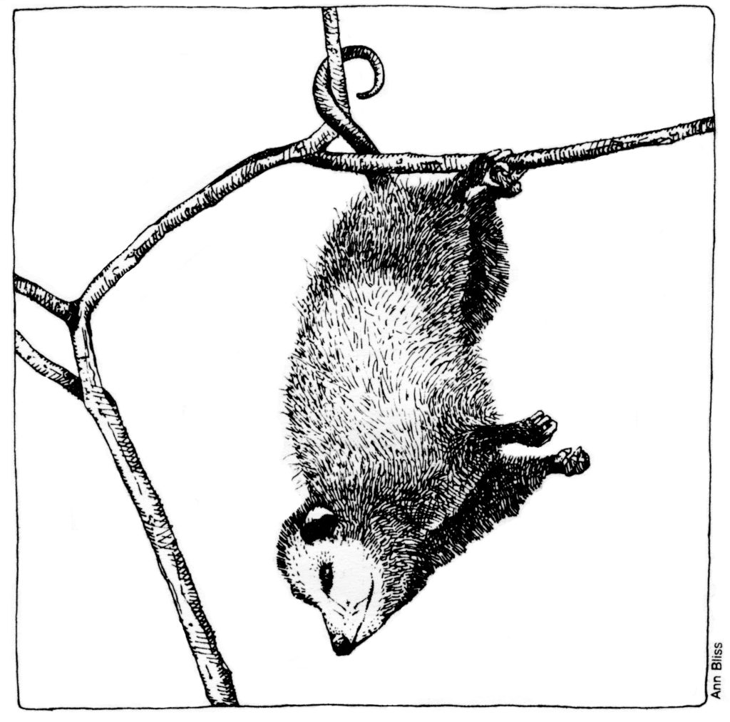 possum