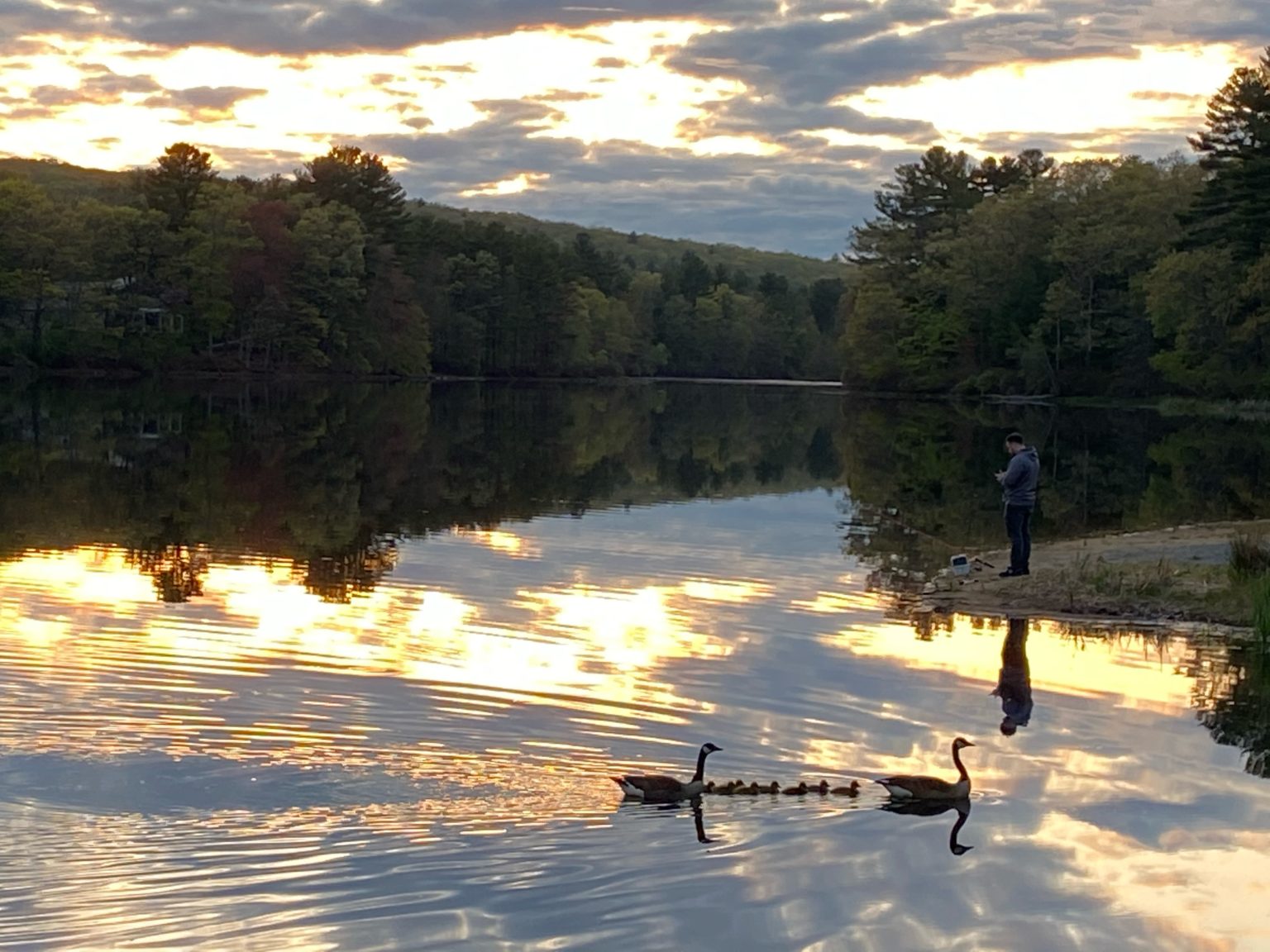 Photo Of The Week Geese And Goslings At Hopedale Pond By Bruce Wilcox