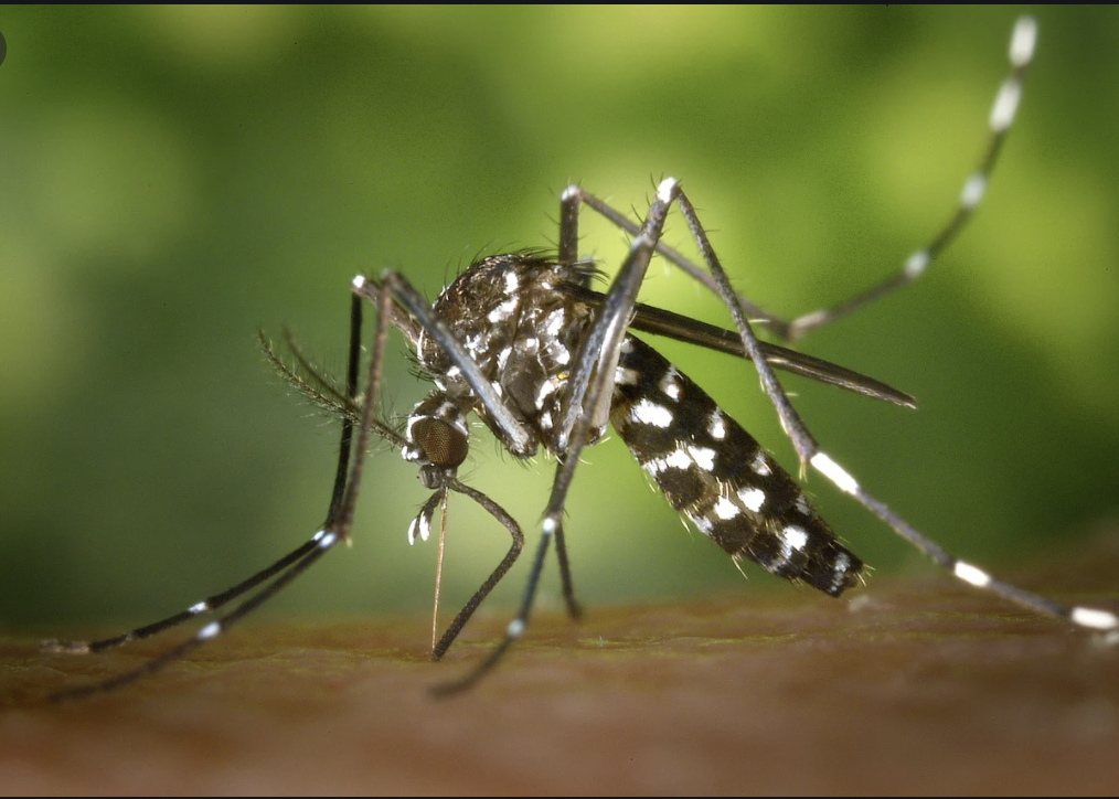mosquito