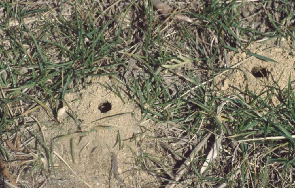 National Pollinator Week Day 6: Providing Habitat for Pollinators