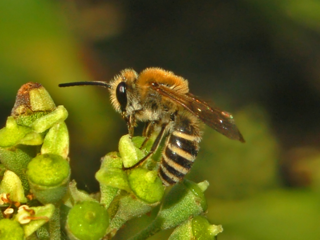 pollinator