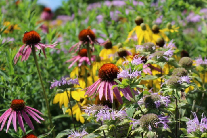 WildflowerMix_CNeal