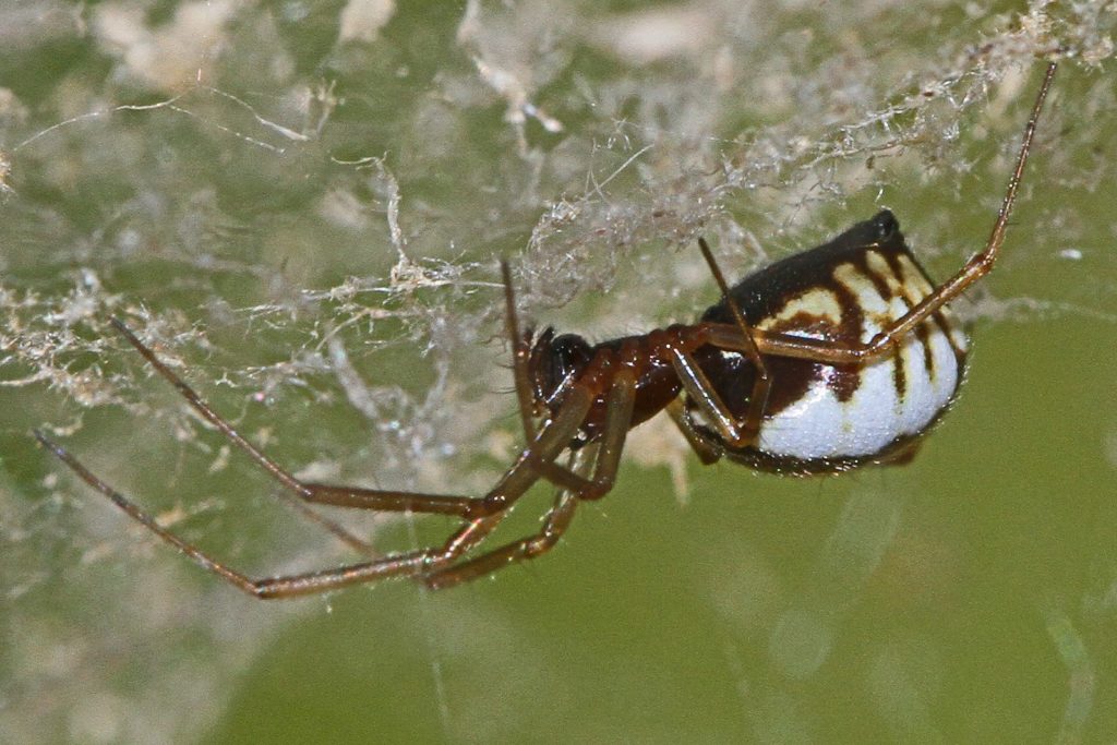 Almanac: Dewy Hammocks