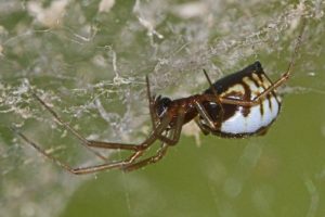 Almanac: Dewy Hammocks