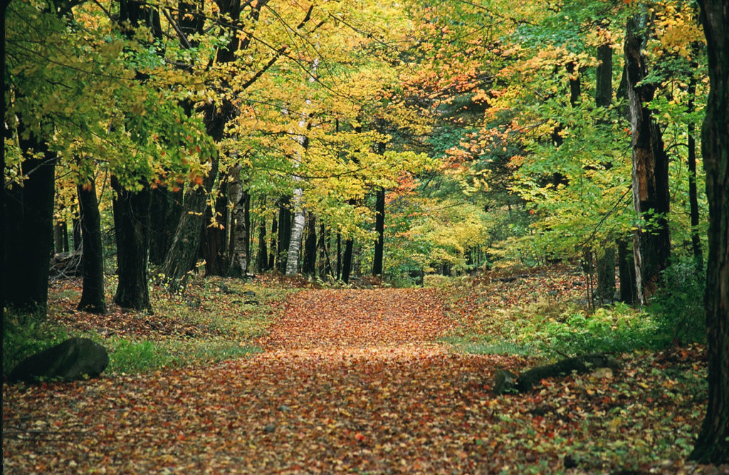 forest