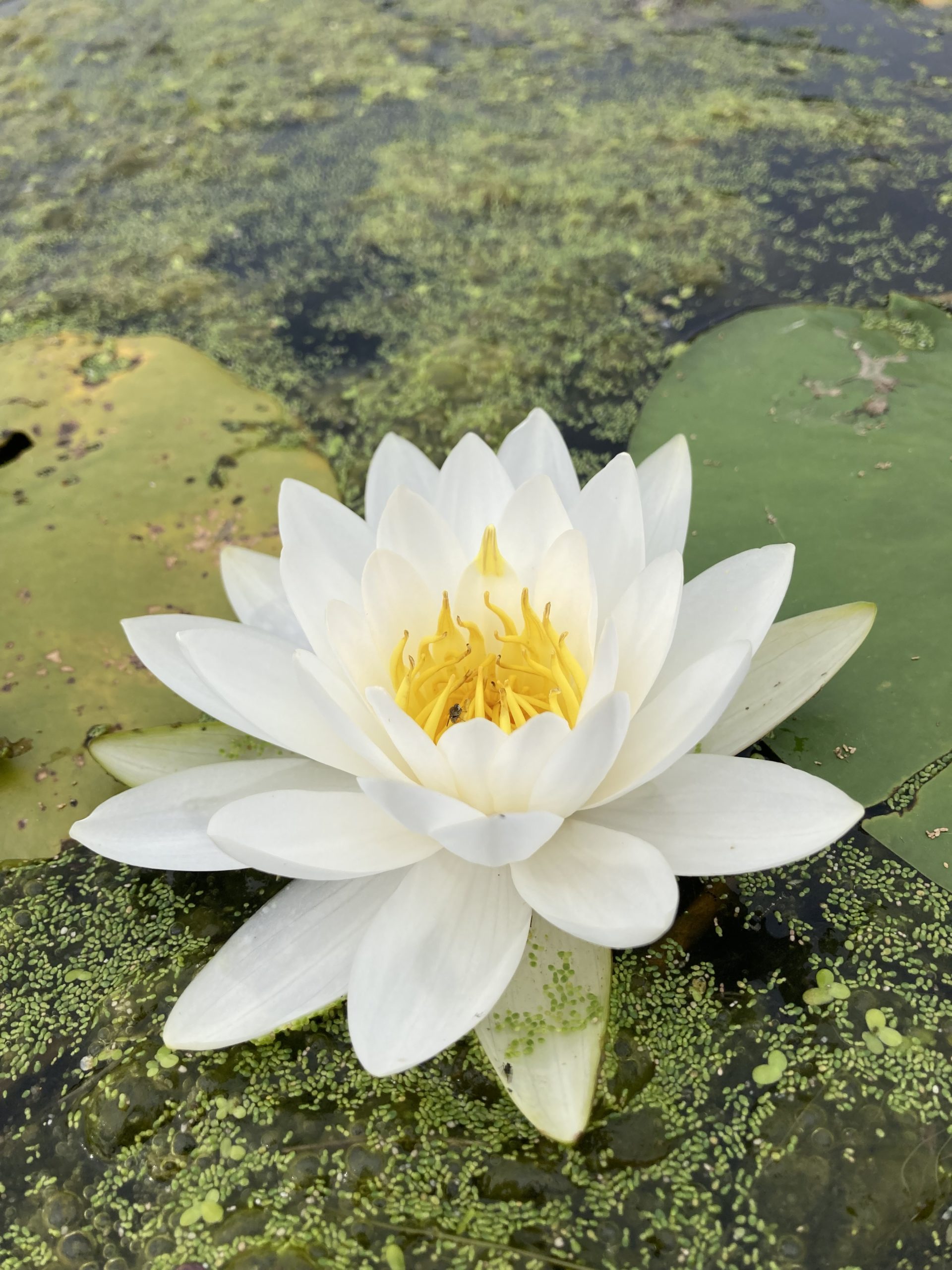 Almanac Lilies Of The Lake Amherst Indy