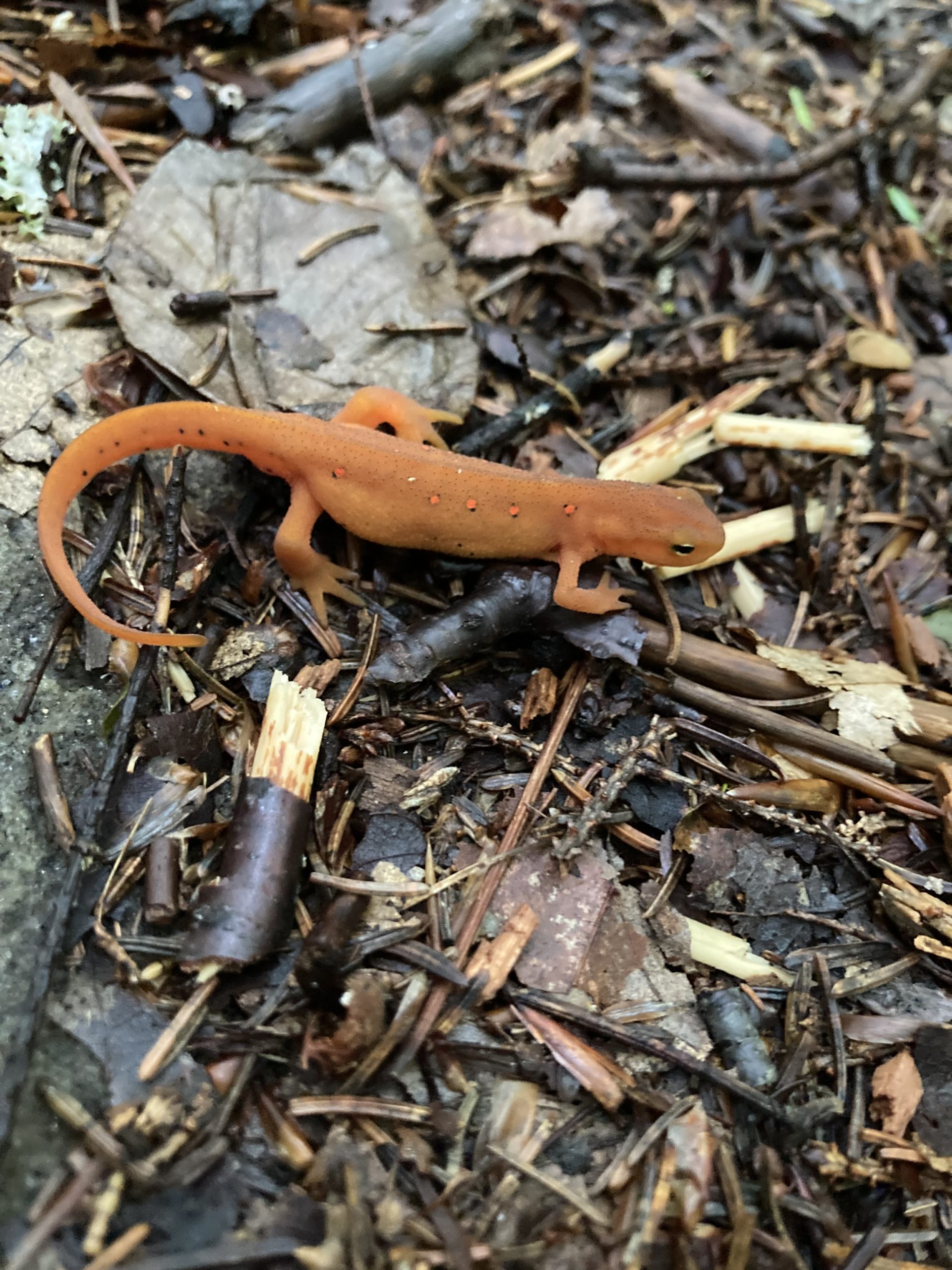 Almanac: Eye Of Newt - Amherst Indy