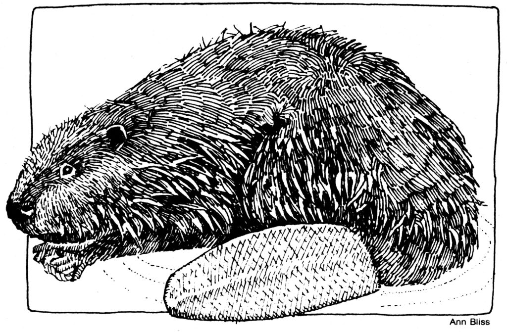 beaver Bliss drawing