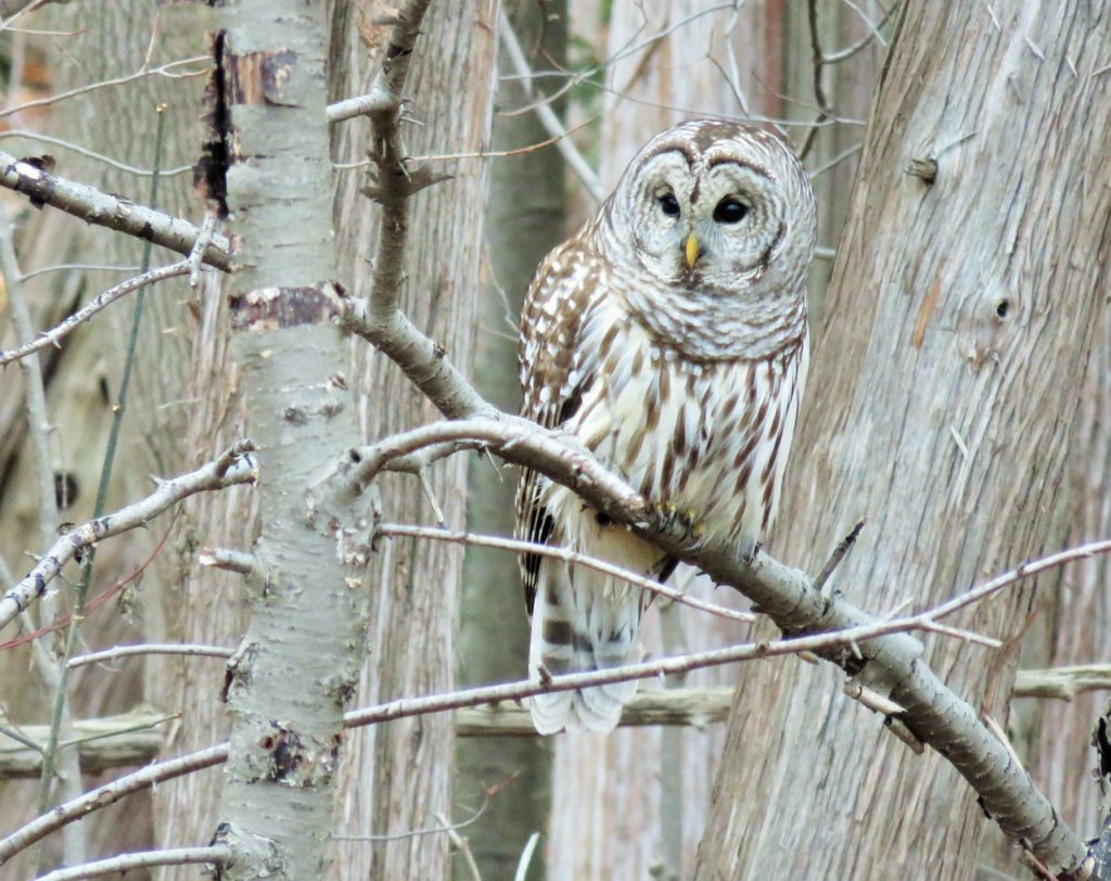 owl-1106953_1280
