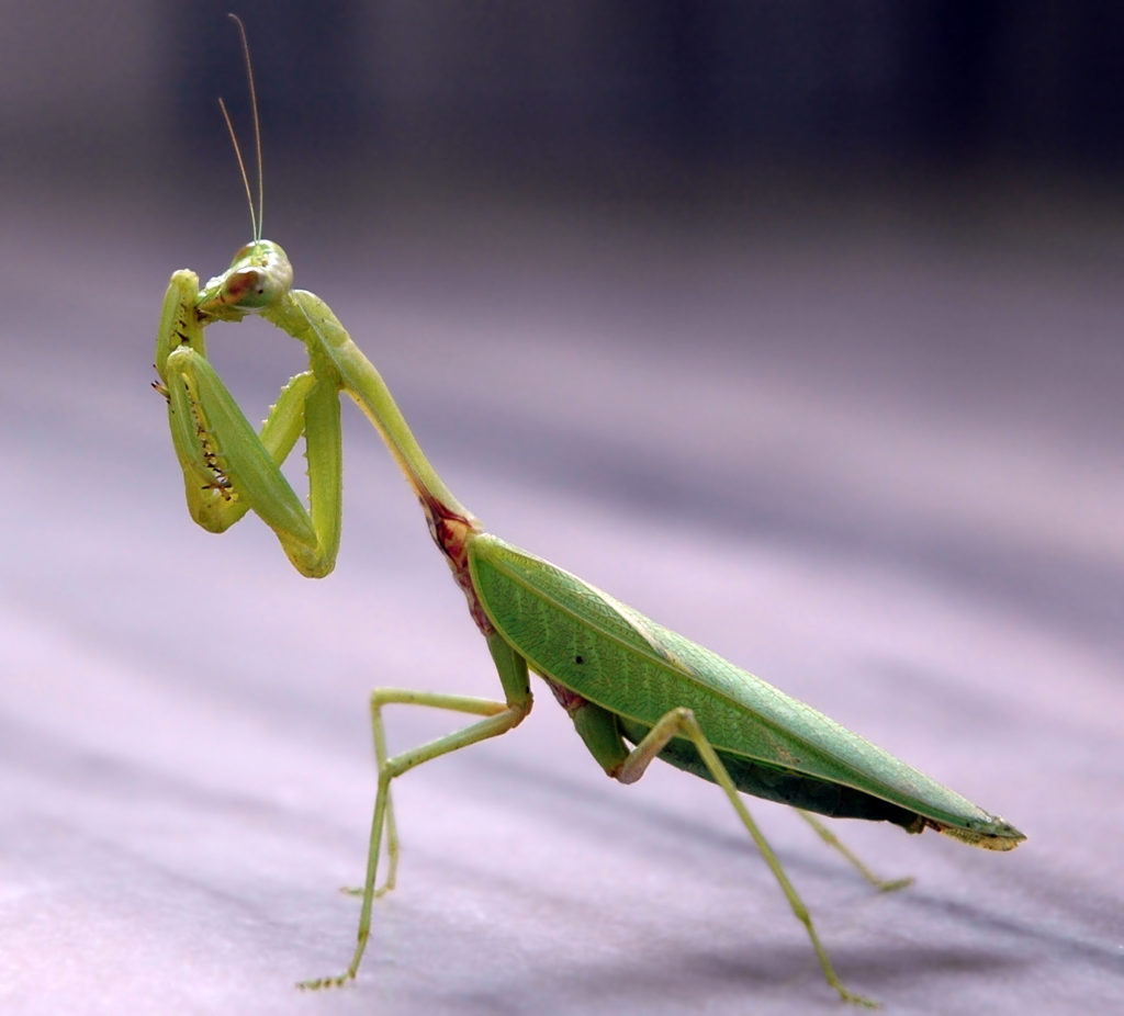 Praying_mantis_india creative commons