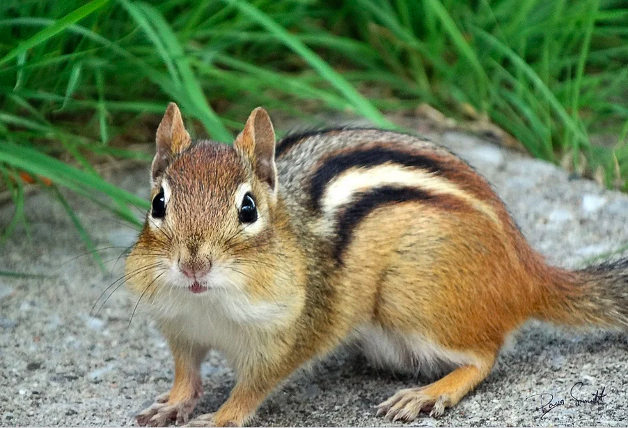 Chipmunk top