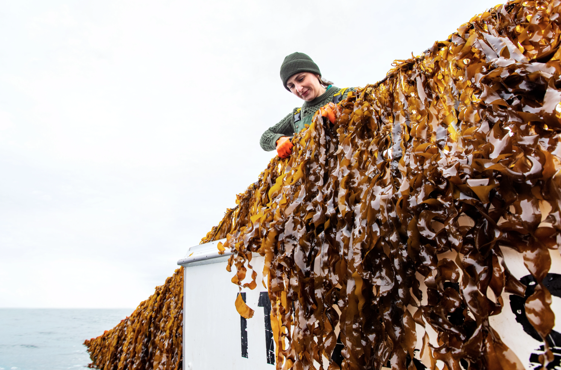 Maine Kelp Harvest