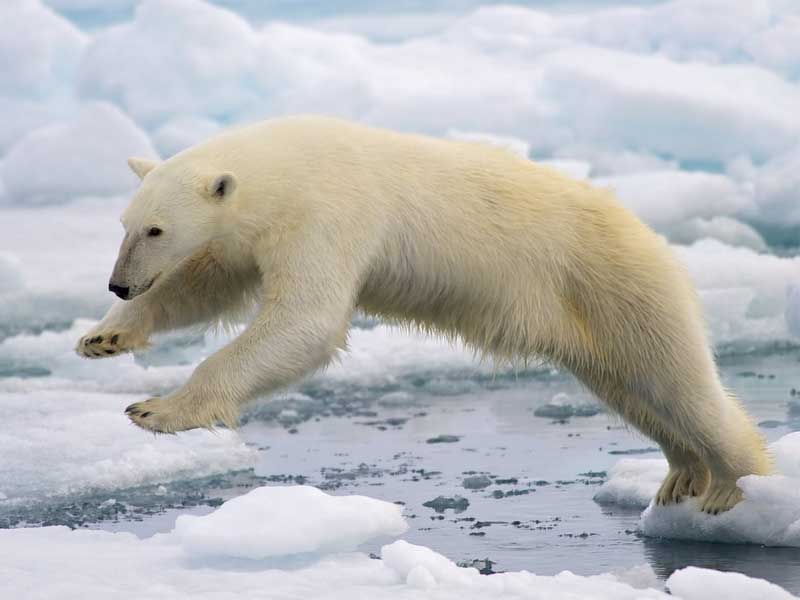 Photo: Arturo de Frias (Flckr.com). (CC BY-SA 2.0) Polar Bear