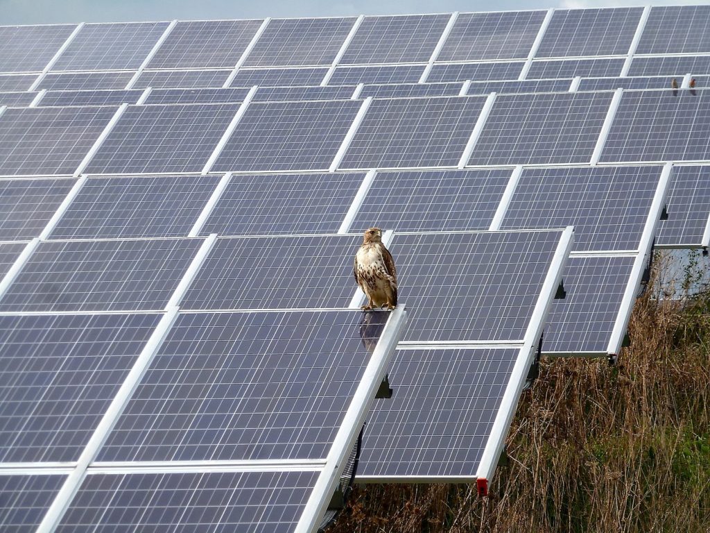 Red-tailed_Hawk_by_the_solar_arrays