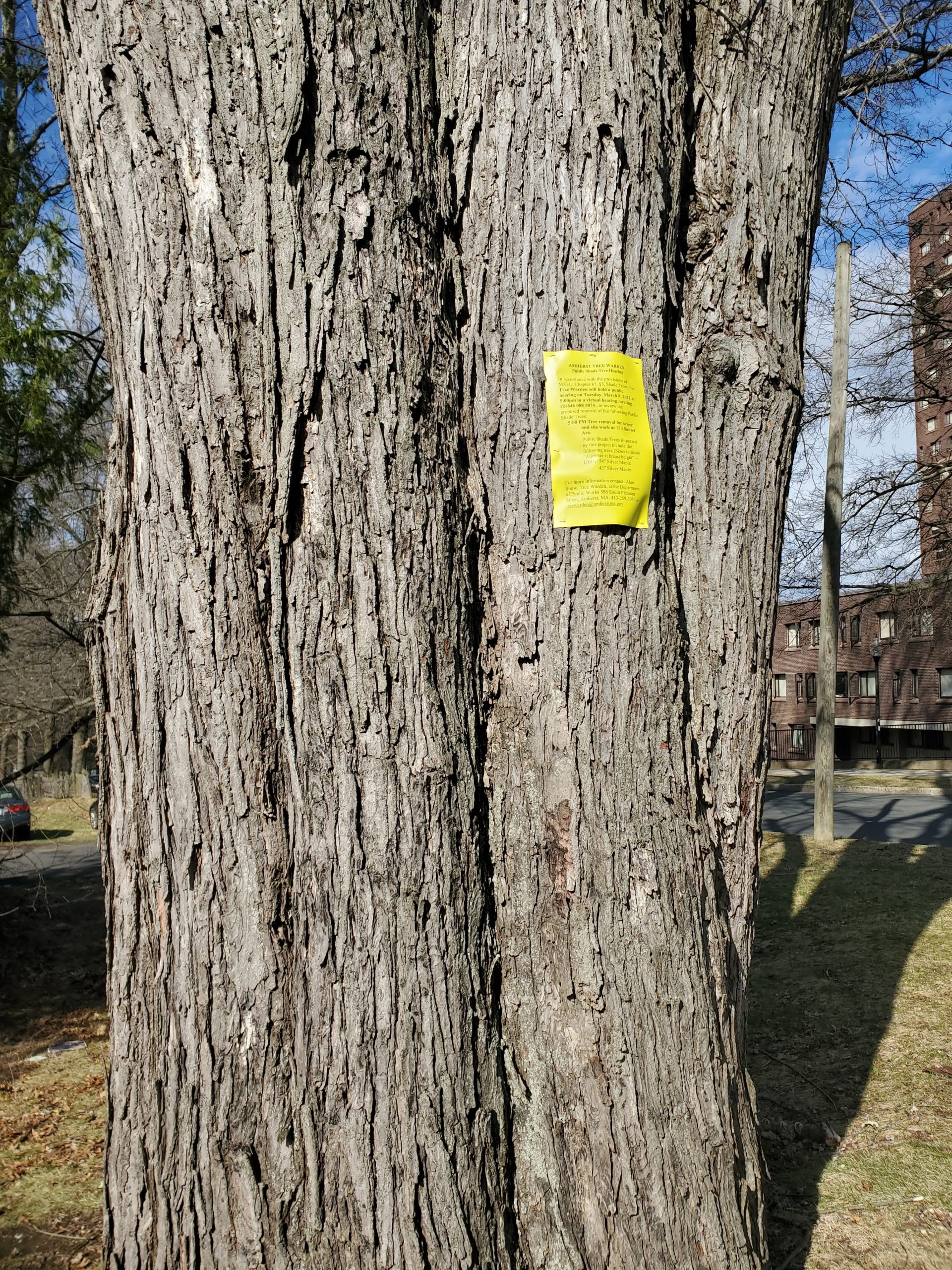 Letter: A Plea To Save Amherst’s Old Trees - Amherst Indy