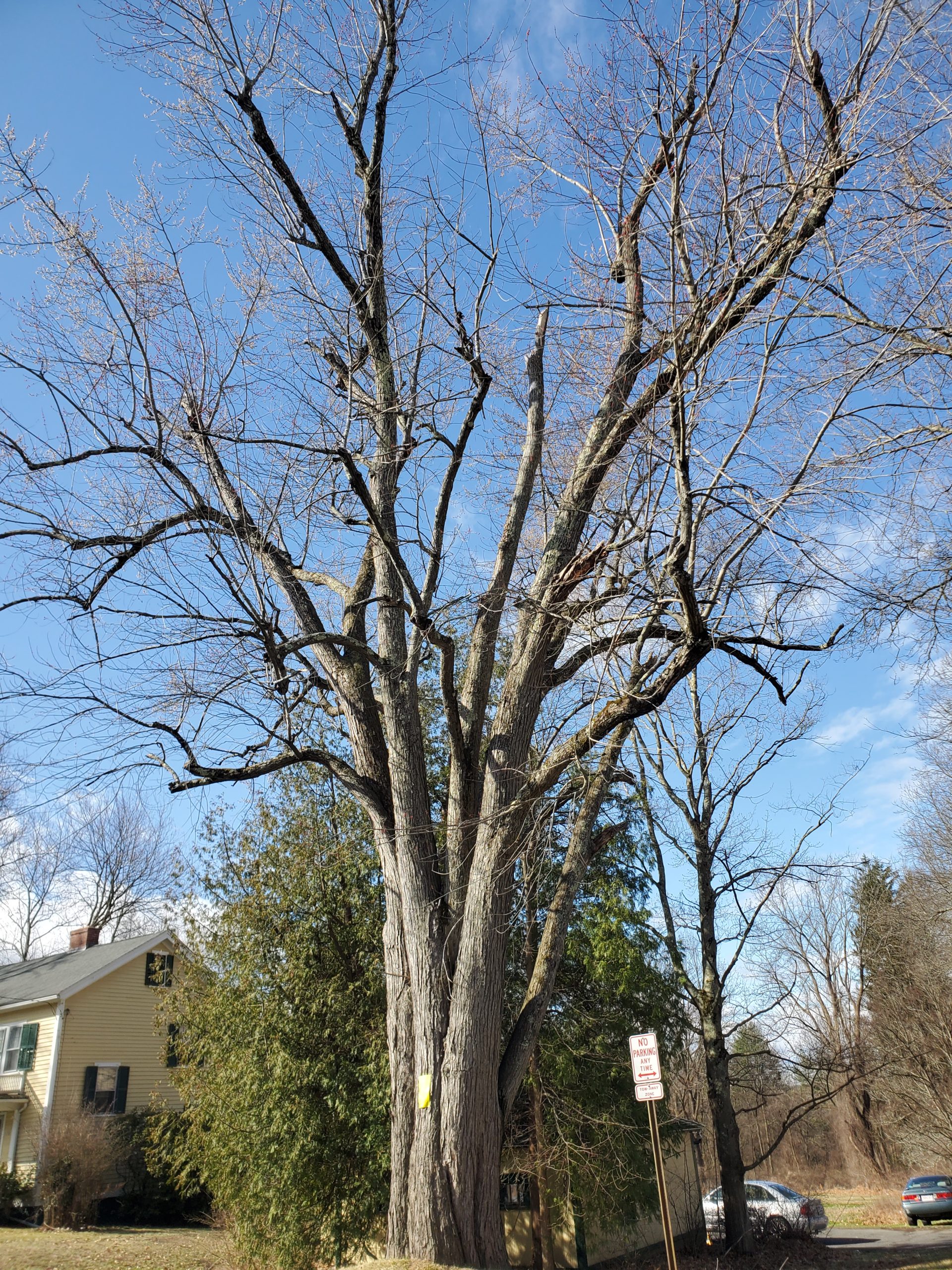 Letter: A Plea To Save Amherst’s Old Trees - Amherst Indy