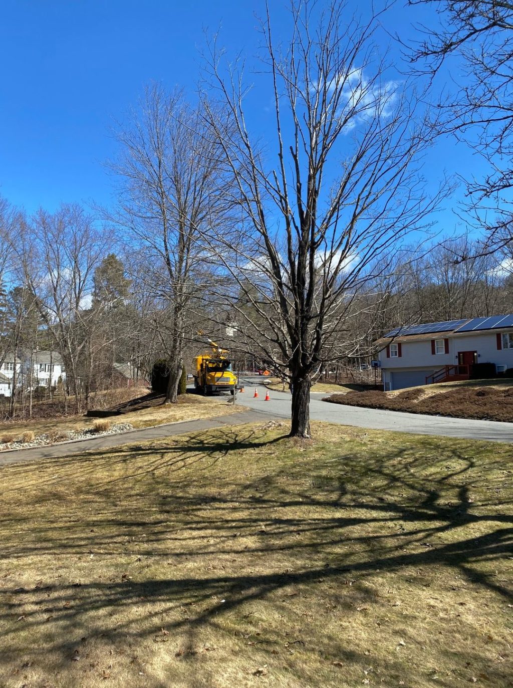 declining maple tree