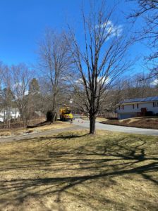 declining maple tree