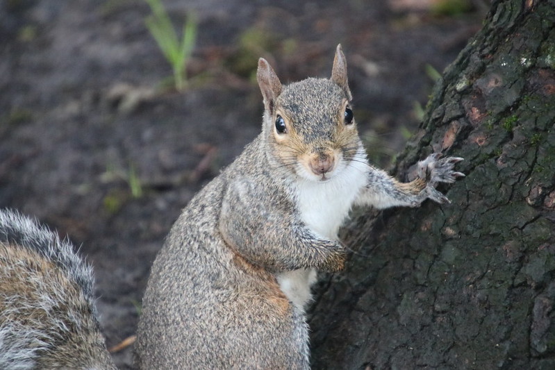Almanac: Mind Of A Squirrel