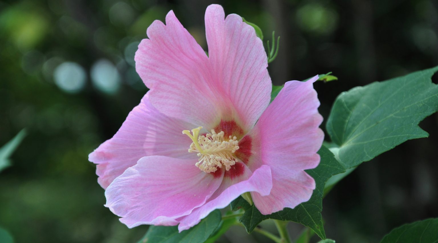flower. hibiscus