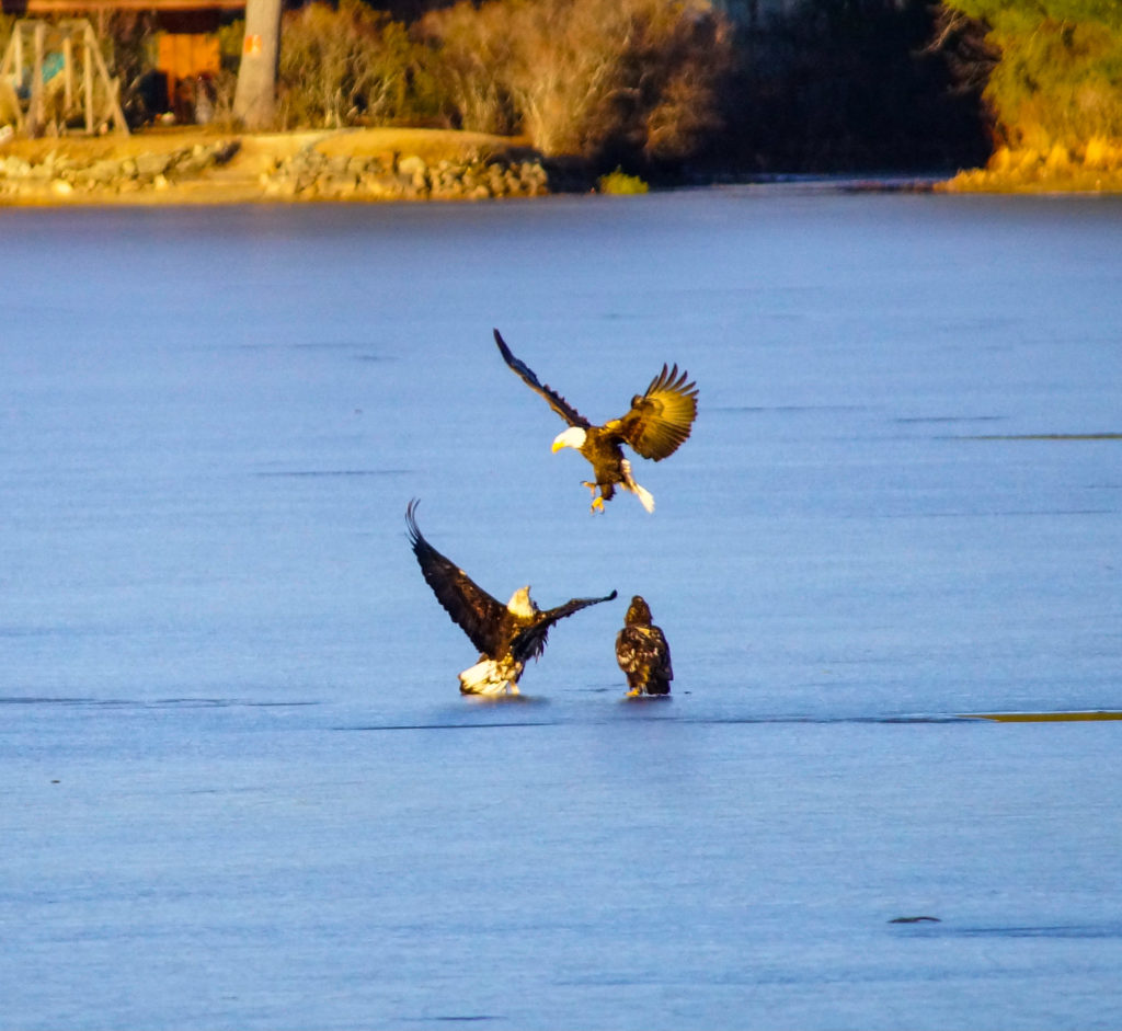 Photo Of The Week: Eagles On Lake Wyola Ice At The End Of Winter by Susan Panlilio