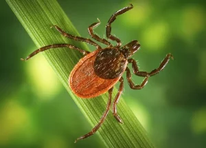 Deer Tick