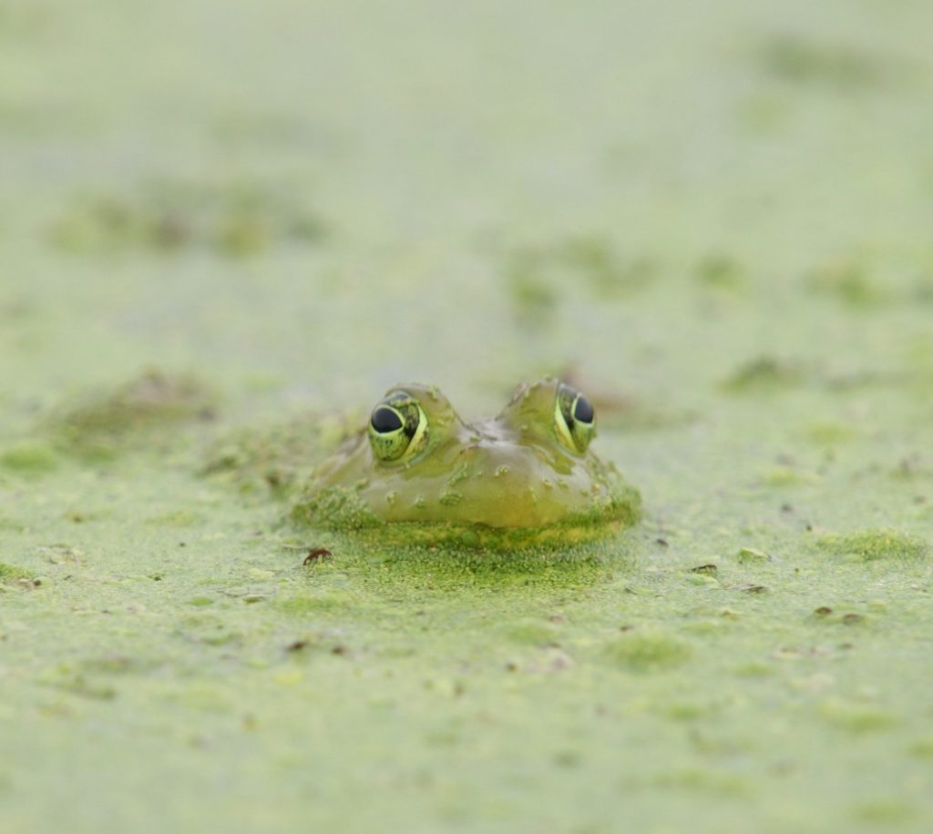 frog. nature