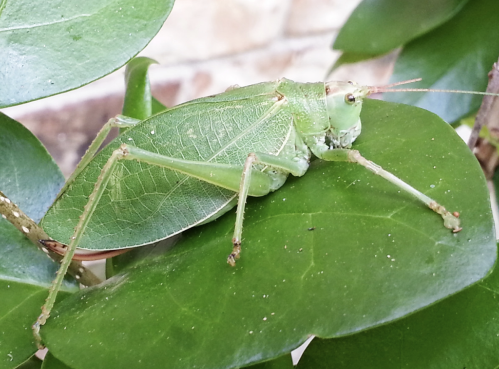 Katydid