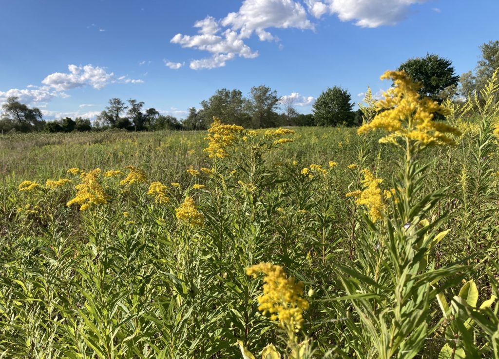 Goldenrod