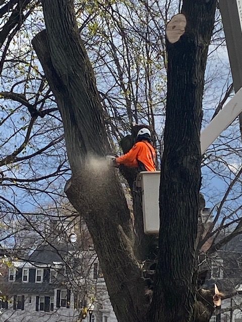 Merry Maple, tree, Town Common