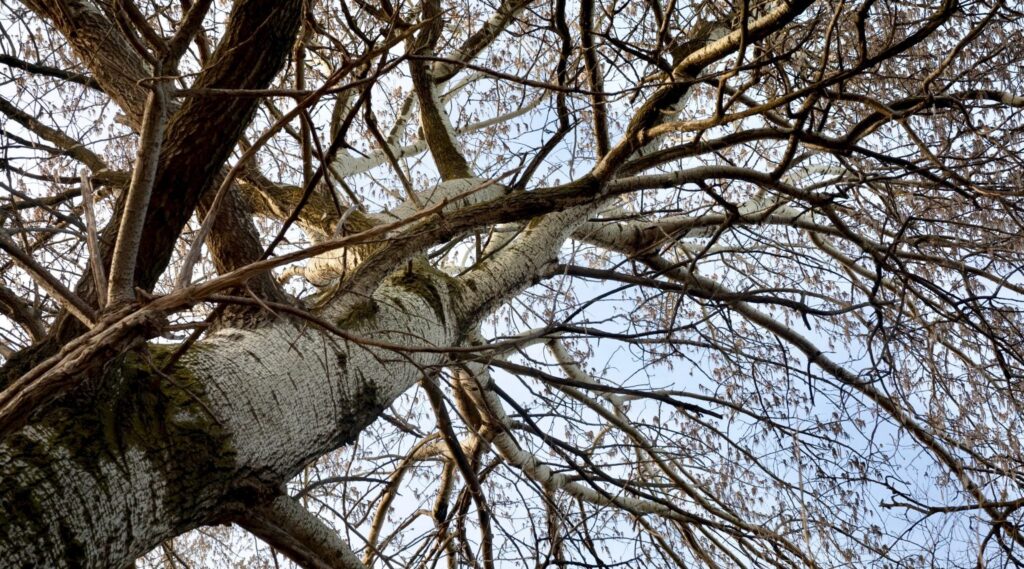 trees