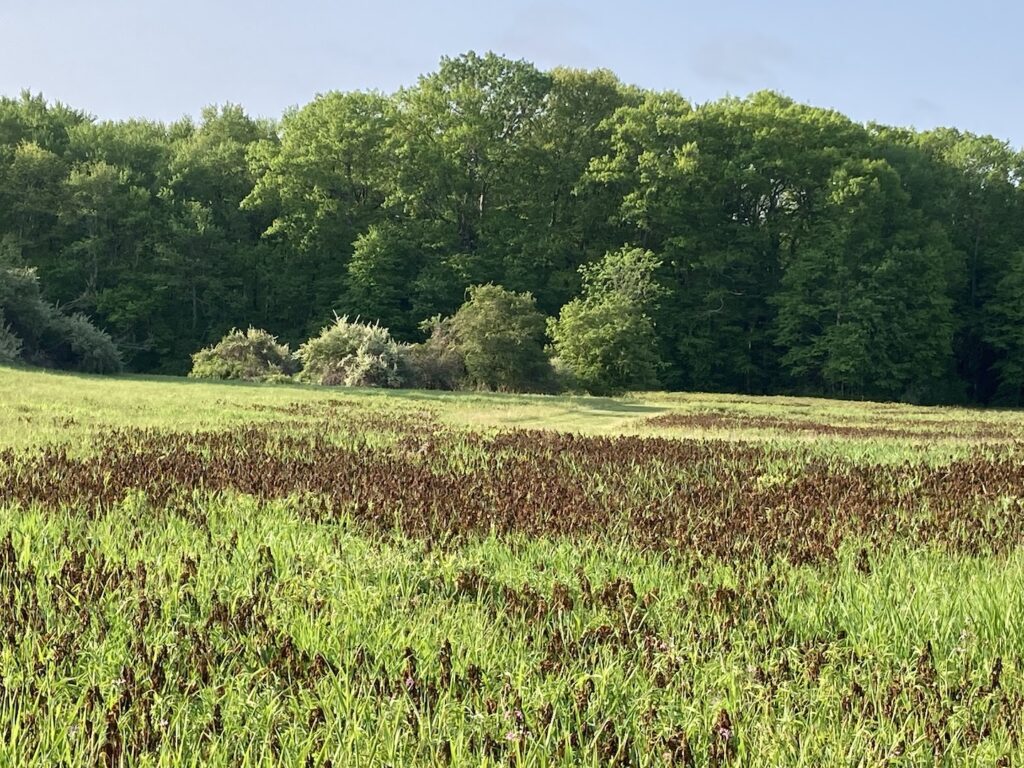 sensitive fern frost kill wide