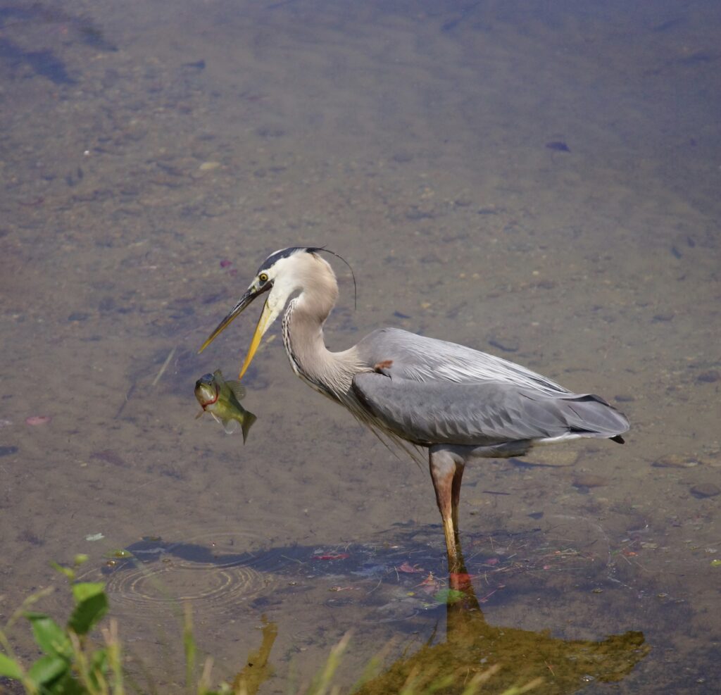 Photo Of The Week: Heron’s Dinner by Susan Panlilio