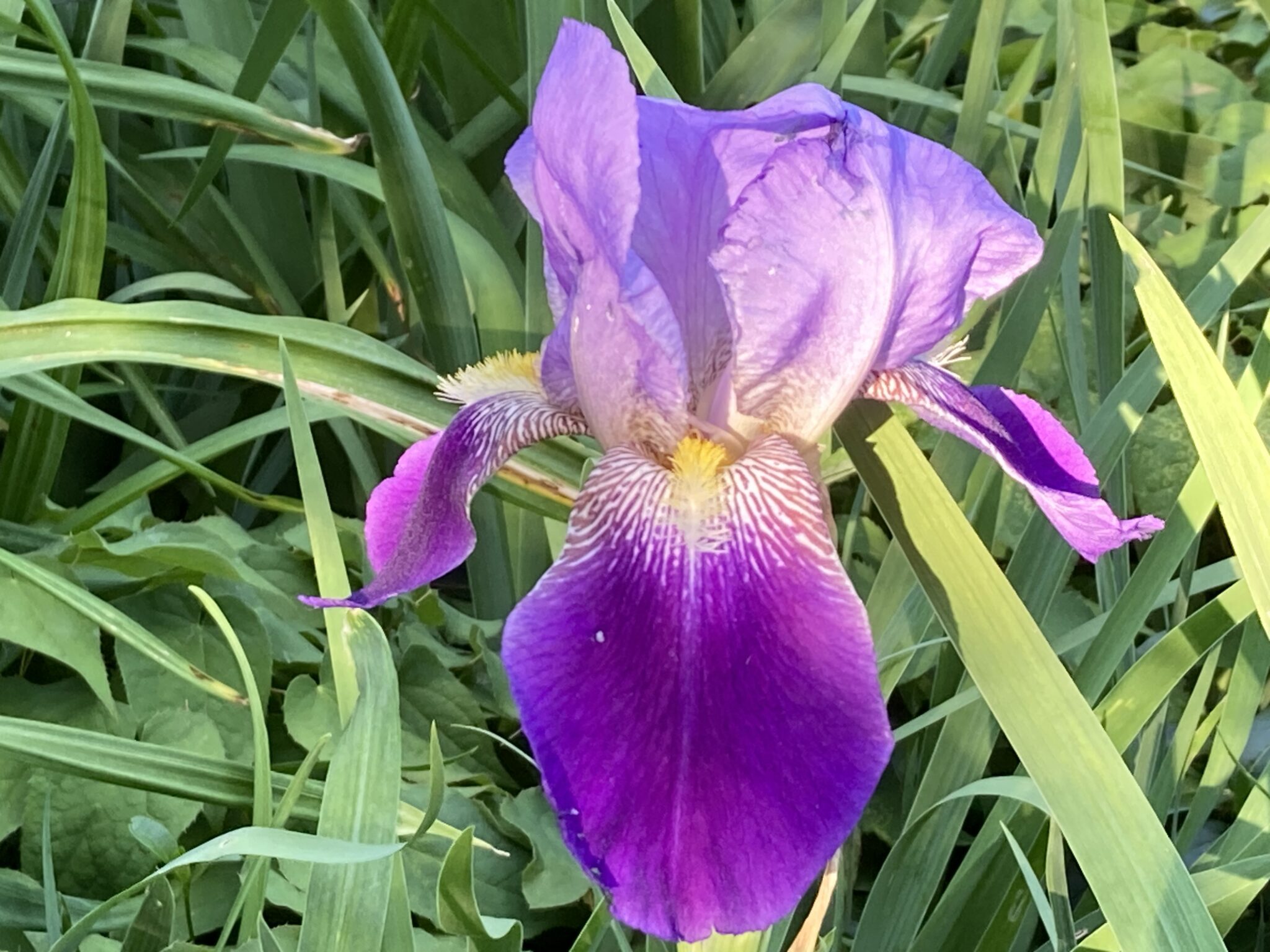 Photo Of The Week: Giant Irises By Annique Boomsma - Amherst Indy