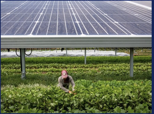 Agrivolatics: Solar Energy And The Future Of Farming In Massachusetts