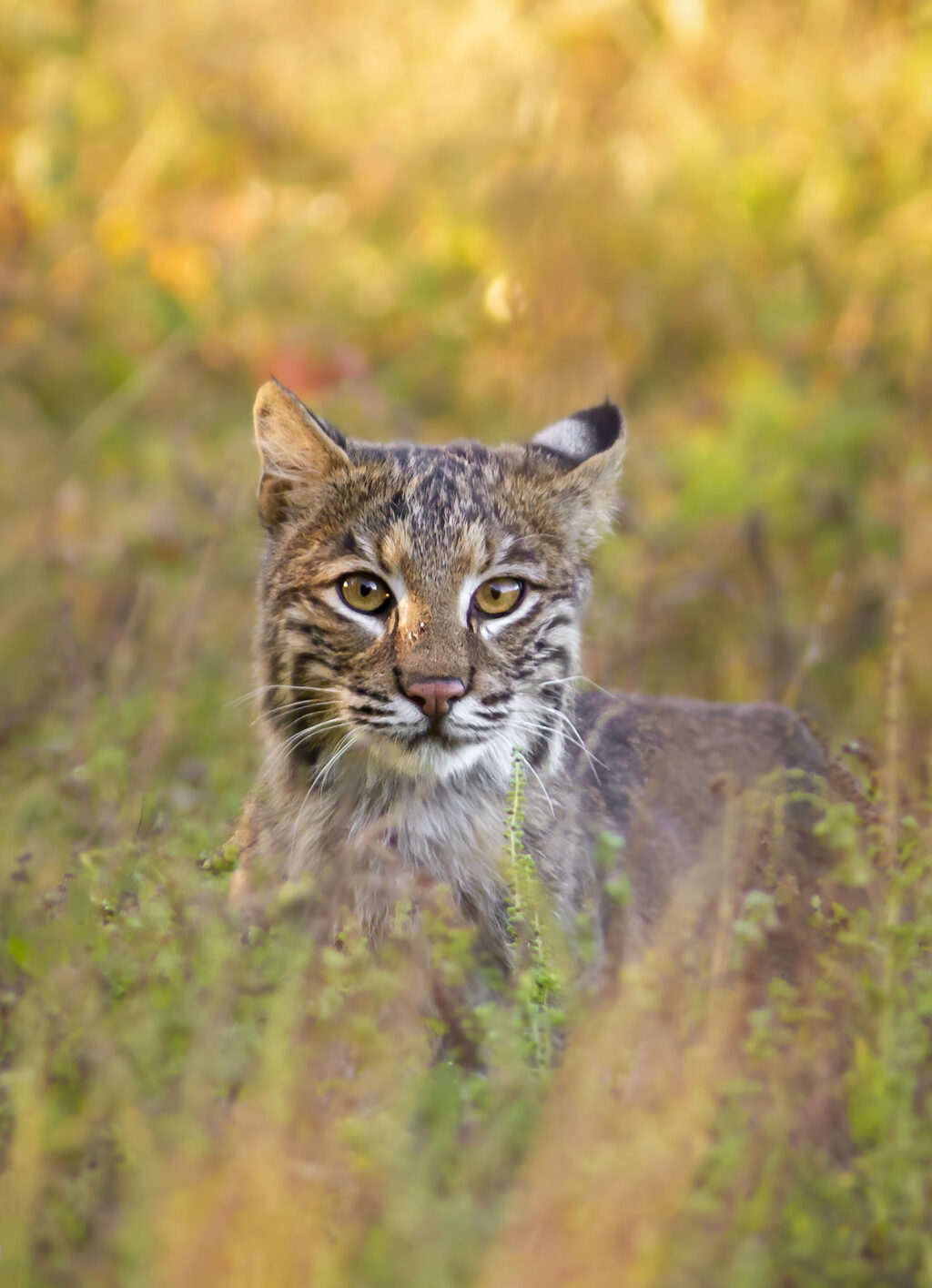 bobcat