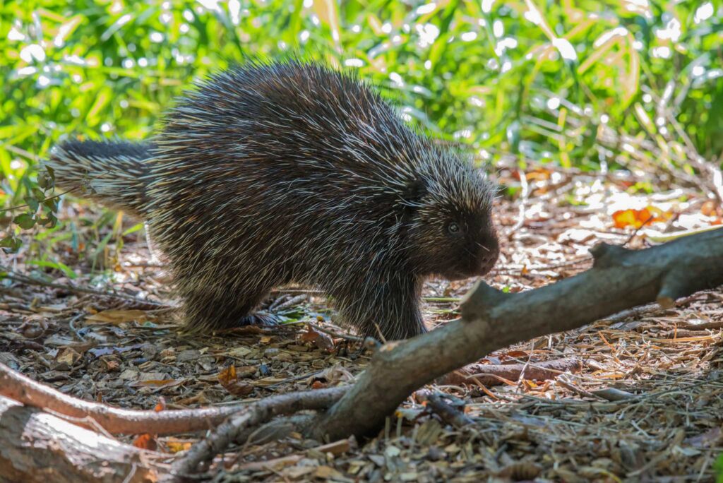 porcupine large