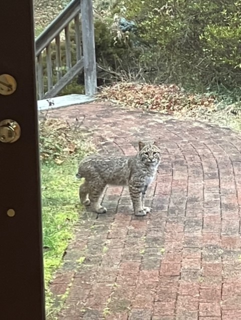 Photo of the Week: Bobcat on Dennis Drive by Barbara Willis