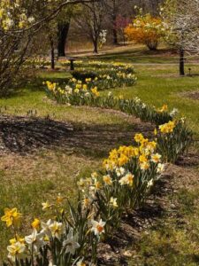 daffodils